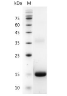 C-CYP193.png