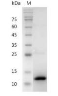 重組人BMP2的SDS-PAGE分析