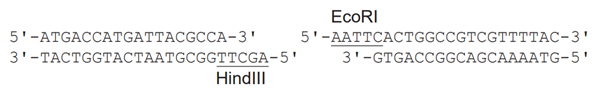 PCR-1.png