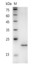 C-CYP316.png