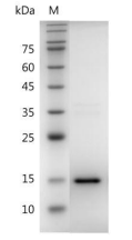 重組人VEGF121的SDS-PAGE分析