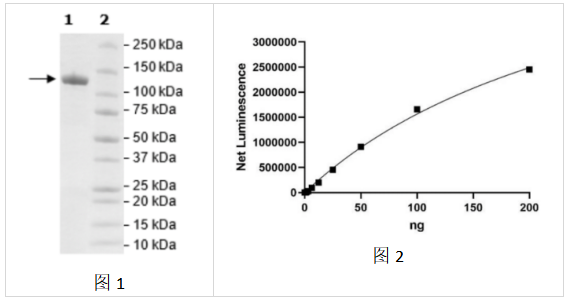 ARP1， GST 標簽重組數據案例