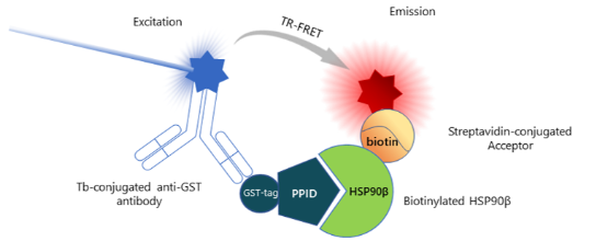 HSP90β（C端結構域）TR-FRET檢測試劑盒