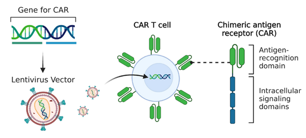 CAR-T.png