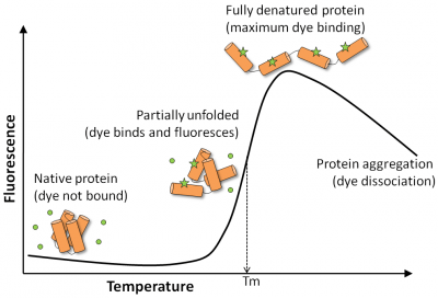 Biotium.png