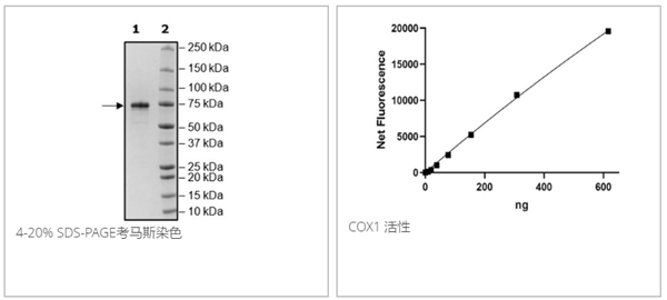 COX1, FLAG-His-Tags重組蛋白