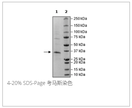 HSD17B13, FLAG-Tag重組蛋白