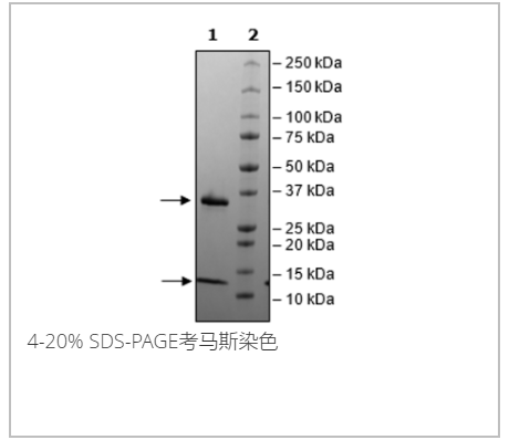 FcRn (FCGRT/B2M), His-Tag重組蛋白
