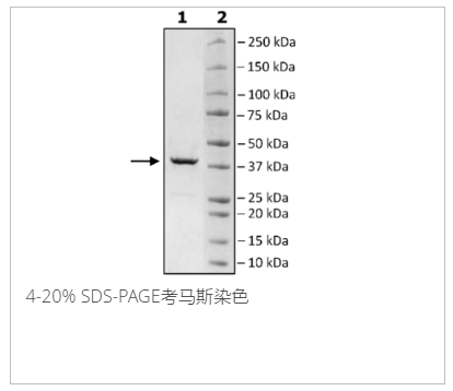 HSP40，His標簽重組