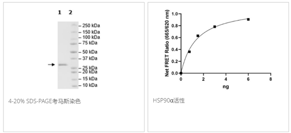 HSP90α (C-terminal), Biotin-Labeled, His-Tag, Avi-Tag重組蛋白