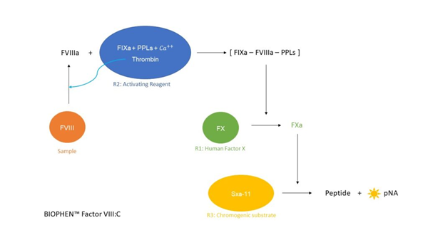 FVIII-1.png