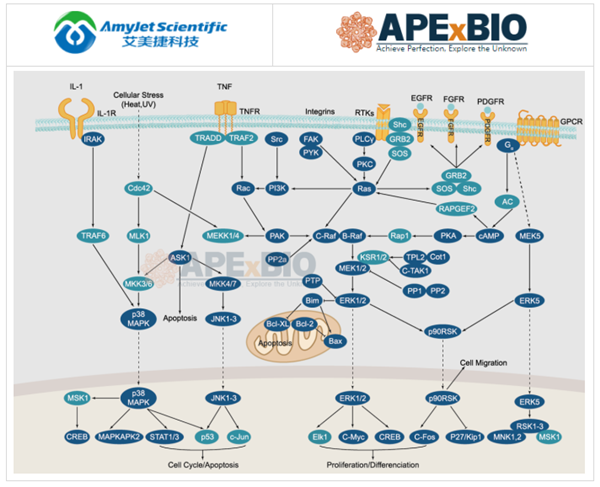 APExBIO--MAPK信號傳導