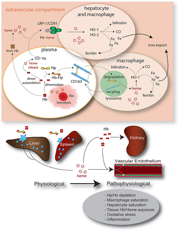 Haptoglobin.png