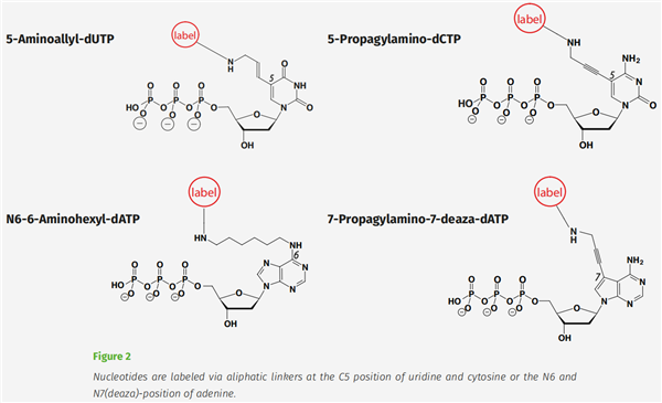 Watson-Crick.png