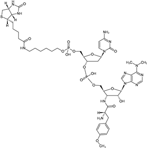Biotin-dC-puromycin，生物素-嘌呤霉素