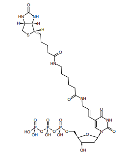 Biotin-11-dUTP、生物素化核苷酸