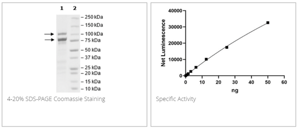 BPS-40641.png