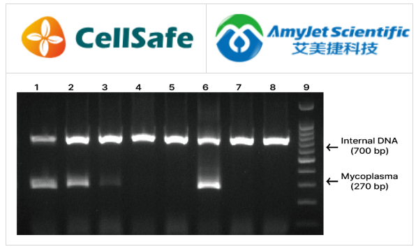 BioMycoX支原體PCR檢測預混料凝膠