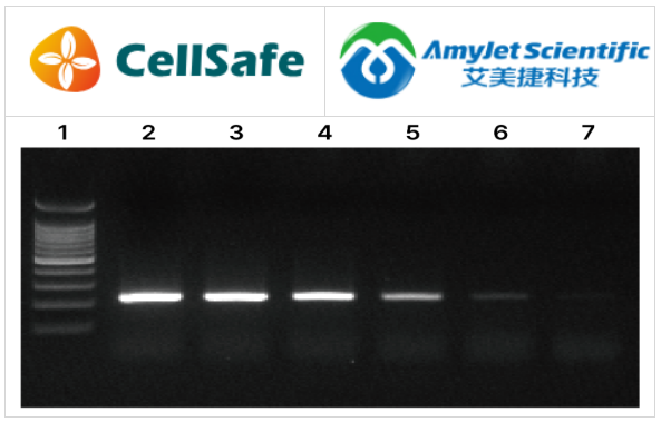 HiSense? RT-PCR 主混合液提供了一種單步程序，用于執行 RT-PCR 反應。由于包含了加載染料，因此后續的加載和 RT-PCR 產物的可視化更加簡化。用戶需要提供引物和經 DNase 處理的模板 RNA。  本產品包含了在單個反應管中進行 PCR 擴增所需的所有必要試劑。具體來說，這種一步式 RT-PCR 主混合液含有特殊的反應緩沖液、逆轉錄酶抑制劑、dNTPs 和無 DNA Taq DNA 聚合酶，適用于使用任何 RNA 模板的高度敏感和特異性 RT-PCR。  特殊的 RT-PCR 緩沖液含有穩定劑和增強劑，這些成分可以優化“單步”中的兩個反應。  該主混合液為最終用戶提供了一個高效、易于使用和可靠的替代傳統“兩步”順序 RT-PCR 的選擇。     艾美捷CellSafe HiSense RT-PCR主混合液特點：  1、特殊的 RT-PCR 緩沖液含有穩定劑和增強劑，它們優化了“一步法”中的兩個反應。  2、主混合液為最終用戶提供了一個與傳統“兩步法”順序 RT-PCR 相比，更高效、易用且可靠的替代方案。  3、包含藍色染料，使得主混合液可以直觀確認。  4、熱啟動：是的。     CellSafe HiSense RT-PCR主混合液結果：  人類RNA中GAPDH基因（217bp片段）的擴增  HiSense? RT-PCR主混合液的循環條件為：42°C下30分鐘，95°C下5分鐘，接著進行35個循環，每個循環包括95°C下5秒，60°C下30秒，以及72°C下30秒。通過包含特殊的反應緩沖液、逆轉錄酶（RTase）、逆轉錄酶抑制劑、dNTPs（去氧核苷酸三磷酸）和HiSense? Taq PCR聚合酶，實現了高度敏感和特異性的RT-PCR。  41.png  Lane 1 : 100bp DNA Ladder  Lane 2 : 10ng Human RNA  Lane 3 : 1ng Human RNA  Lane 4 : 100pg Human RNA  Lane 5 : 10pg Human RNA  Lane 6 : 1pg Human RNA  Lane 7 : 100fg Human RNA     CellSafe HiSense RT-PCR主混合液相關產品：  HiSense DLRTaq PCR Polymerase/ Master Mix/ Premix  HiSense cDNA Synthesis Master Mix  HiSense QPlex RT-qPCR Master Mix  HiSense QGreenBlue RT-qPCR Master Mix     CellSafe致力于提供支原體全面解決方案，可以有效檢測、消除和預防影響細胞培養的支原體。作為CellSafe在中國區域的代理，艾美捷科技有限公司將為中國客戶提供全面的CellSafe產品。