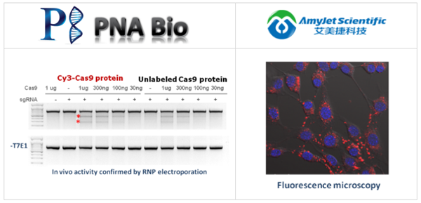 PNA Bio