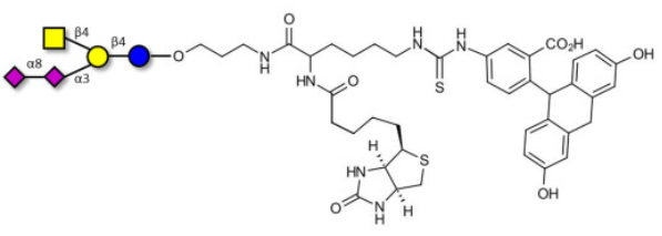 連接生物素和熒光素的GD2神經節苷脂寡糖