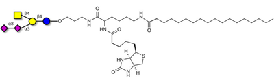 連接生物素和硬脂酸鏈的GD2神經節苷脂寡糖
