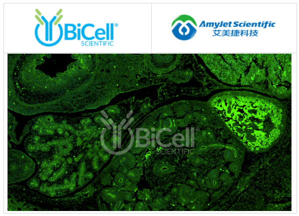 icell Scientific-FAT1抗體染色