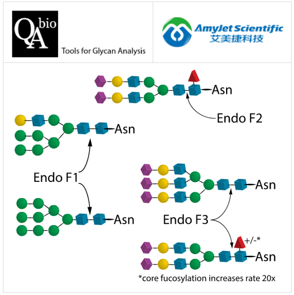 Endo F多酶試劑盒