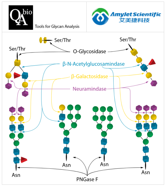 QA-Bio
