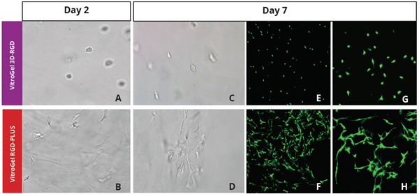 OP9 - GFP-1.png