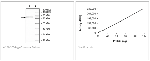 BPS-101569z.png