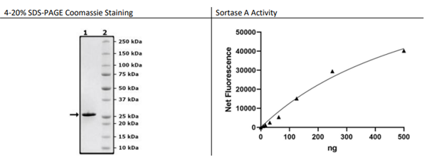Sortase A Pentamutant，S. 金黃色，His標簽