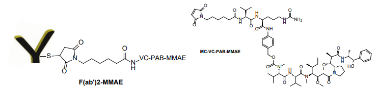 F(ab')2 -MMAE 偶聯試劑盒（含 VC-PAB 連接子）