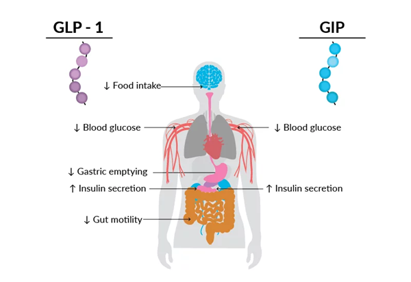 GIP.png