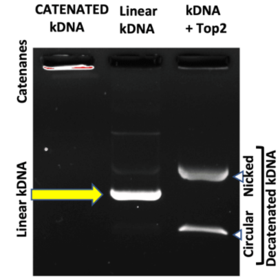 脫乙酰kDNA