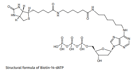 生物素標記14-dATP