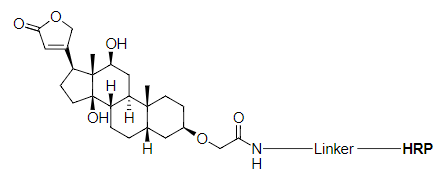 DIG-HRP偶聯物的化學結構