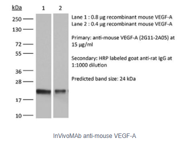 InVivoMAb抗小鼠VEGF-A