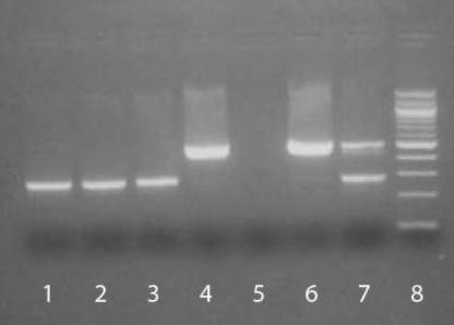SouthernBiotech丨支原體檢測試劑盒組件