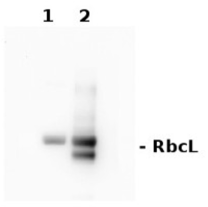 AS16-ECL-N-.png