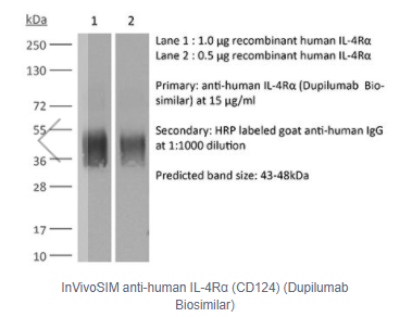 InVivoSIM抗人IL-4 Rα(CD 124)(Dupilumab生物仿制藥)/InVivoSIM anti-human IL-4Rα (CD124)