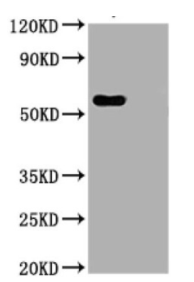 AS20-4388.png