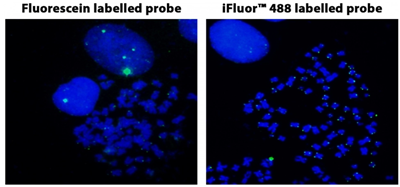 iFluor488-dUTP