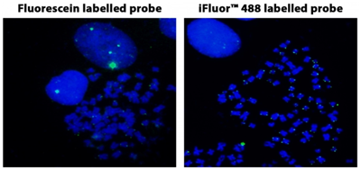 iFluor488-dUTP