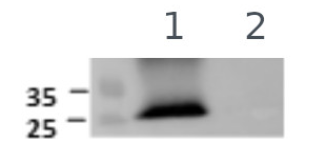AS22-4816.png
