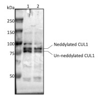 AS23 4927.jpg