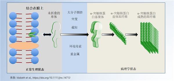 聚集核心區域 (NAC 區域) 是蛋白聚集的必要條件.png