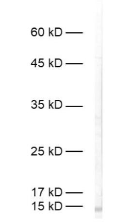 HS-234 017BT.png