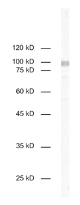 HS-499-003.png