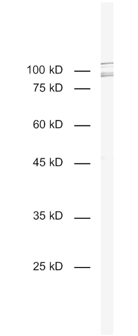 HS-460-003.png